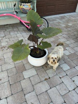 Pot and plant from Orbans