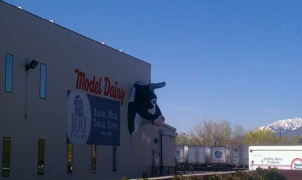 One big cow!