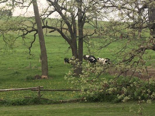 Heifers in grass