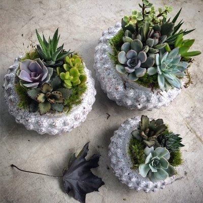 Dish Gardens