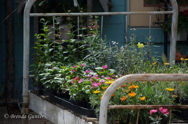 Bluebonnet Herb Farm