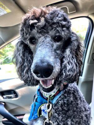 My guy is a happy and handsome camper after his grooming!