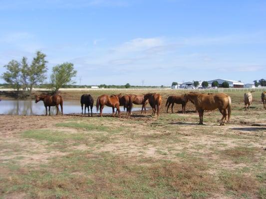 Horses at the pond at Fossil Gate Farms