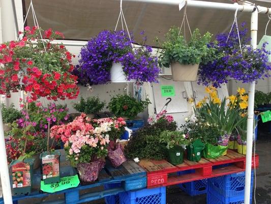 Hanging baskets and ice