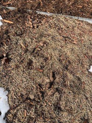 dog feces throughout the yard