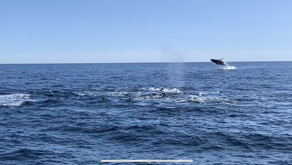 a rare full whale breach!