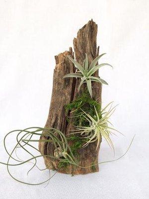 Various air plants in wooden planter