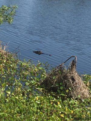 Blue Heron Water Reclamation Facility and Wetland Area