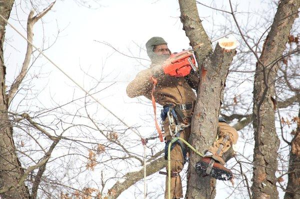 BTS Tree Service