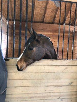 New England Equine Rescue