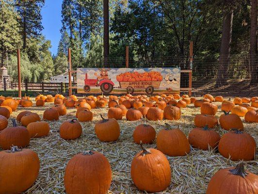 Pumpkin patch