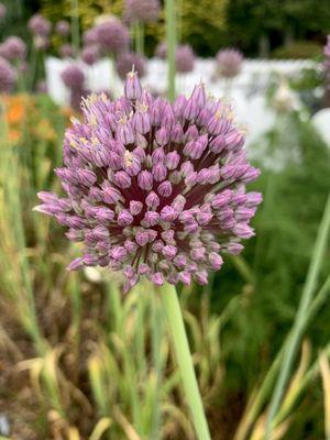 Allium