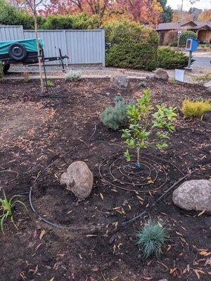 Before the mulch, the Drip System was Installed!