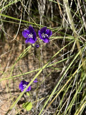 Parry's Phacelia