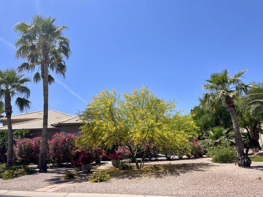 Oakwood Country Club, Sun Lakes. Beautiful desert blooms.