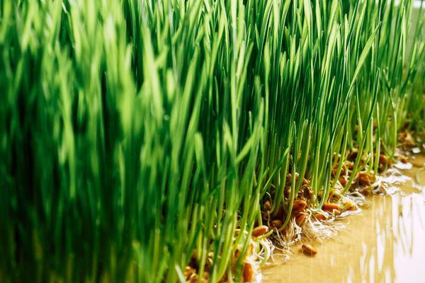 Wheatgrass - organic hard red spring variety