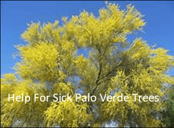 For help with your Palo Verde trees go to https://tree-disease-treatments-mesa-az.com/