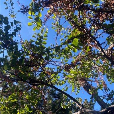 Laying down on the grass and looking at the sky through the brunches and leaves of the tree