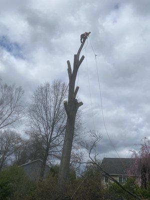 Tree removal