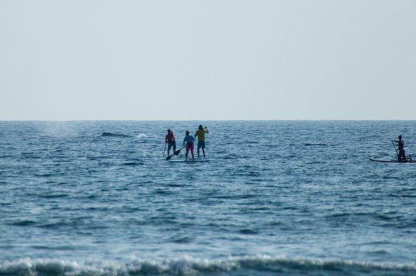 One of the best ways to see the whales are on a SUP call or text 808 264-7172 to rent or book a lesson with us during whale season