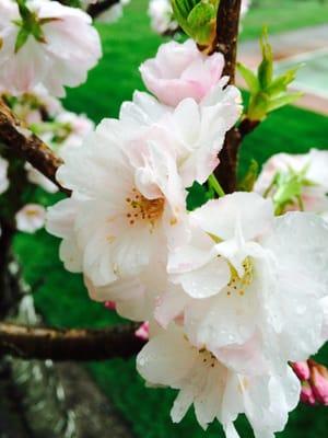 Fuji Cherry Blossoms