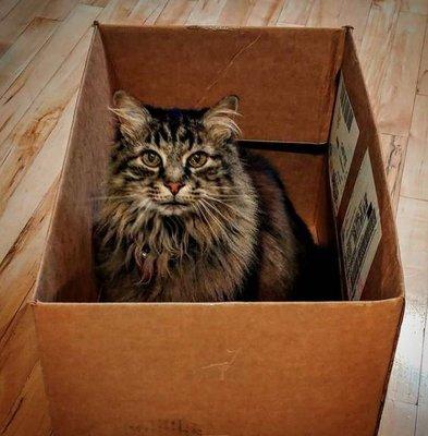 Cats love our care because they can be at home in their own boxes!