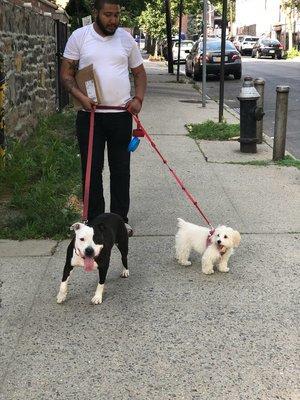 That's My husband Gabriel, Co-Founder of our business walking our dog and an old client little cutie "chase"