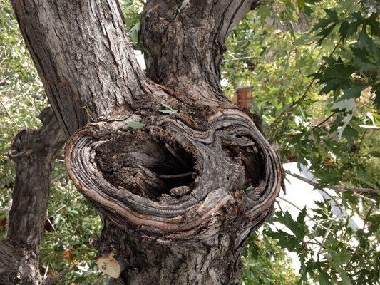 Hollow spots on back side of silver maple.  Most large silver maples around Denver are full of hollow spots.