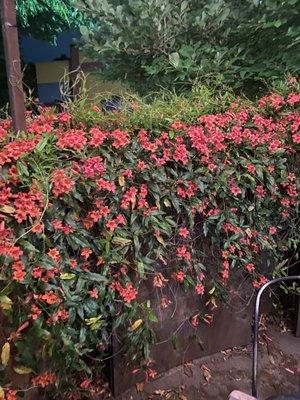 Beautiful flowers providing privacy in the outdoor seating area