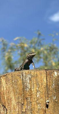 Perched lizard with a blue belly!