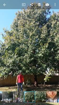 40ft monterrey oak, only 15 years old.  Impressive, but over fertilized which weakens defense system