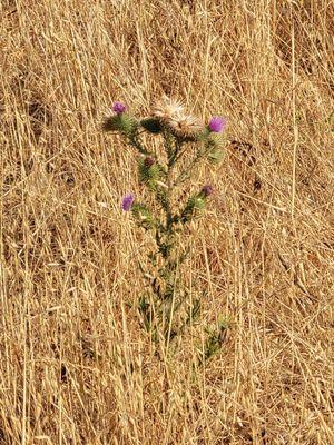 One colorful bouquet in a sea of dry tan weeds