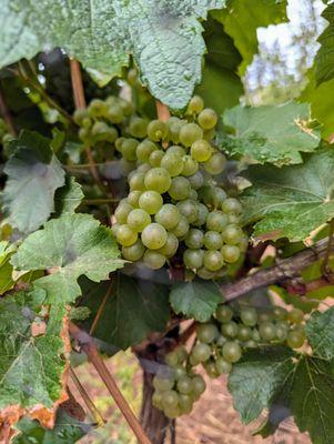 Outside. Chardonnay grapes.