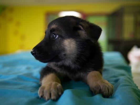 German Shepherd for Sale