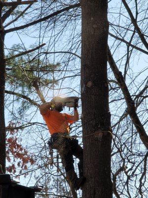 Tree Removal