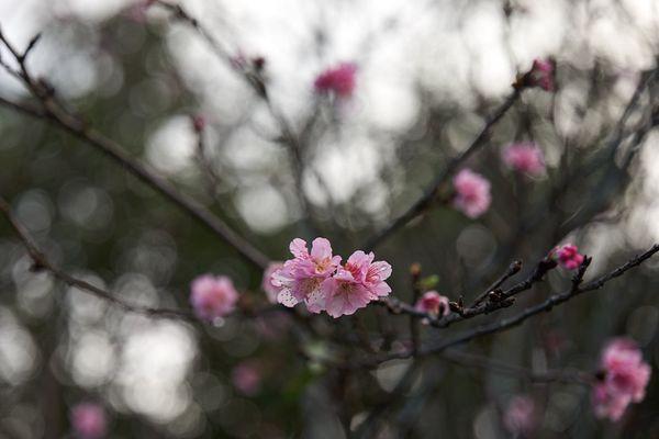 01.03.2023 - First cherry blossoms of the year (Cross the foot bridge in the parking lot)