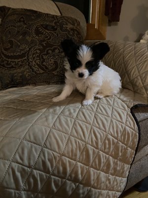 Little Colby at 5 wks old!!!  He's a future Agility Dog!