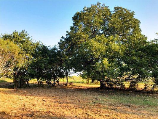 10 acres near Lake Whitney $72,500