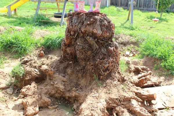 pepper tree stump (before Gordy)