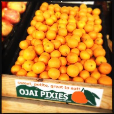 The famous amazingly sweet Ojai Pixies