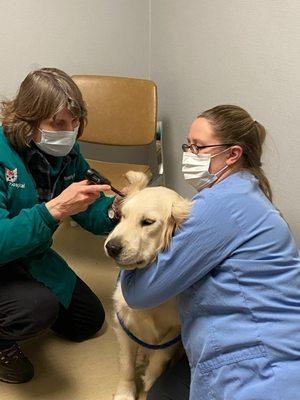 This Golden Retriever needed his ears checked.