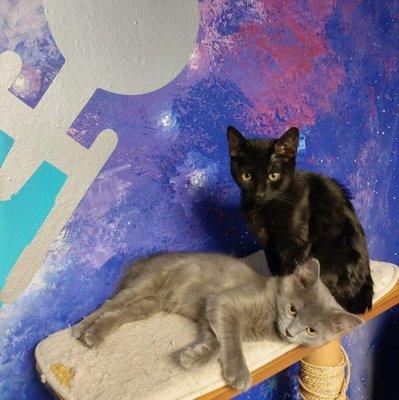 Grey kitten and black kitten in their colorful, space-themed play room.