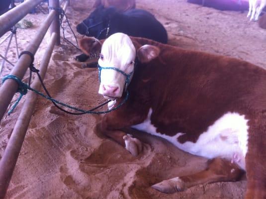 Beautiful livestock 4H competition