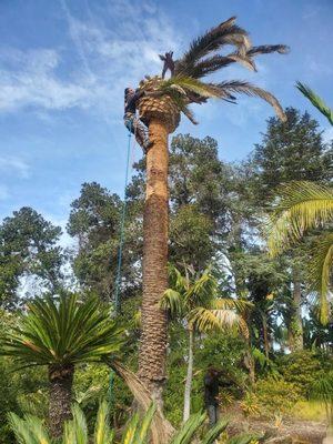 Removal of a dying date palm due to a bug infestation by Mathew the owner of Shungo's Tree Service.