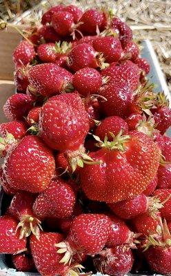 U-Pick Early Glow Strawberries