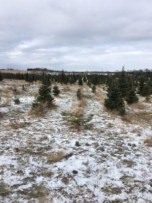 Capaul's Christmas Tree Farm