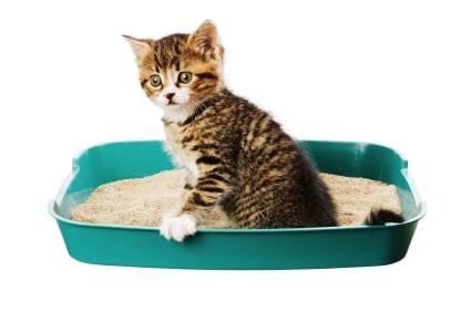 Litter Box Scrub Outs - $20