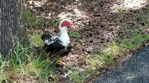 Muscovy Duck #1