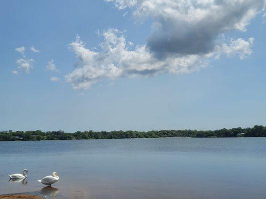 Enjoying this beautiful day with the swans