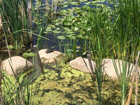 Turtles sunning.